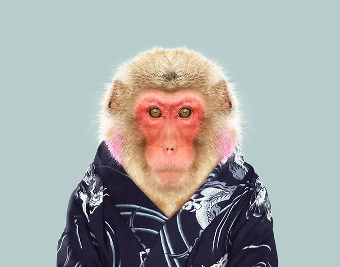 Japanese Macaque