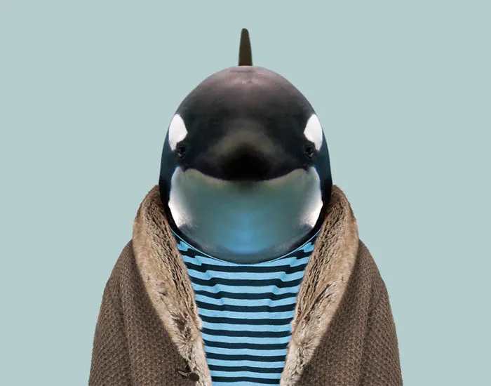 Orca Whale
