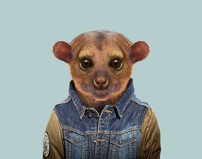 Kinkajou