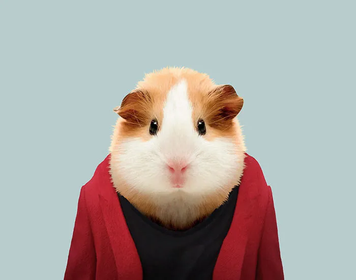 Guinea Pig