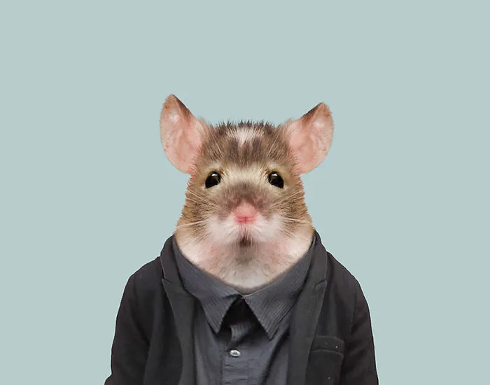 House Mouse