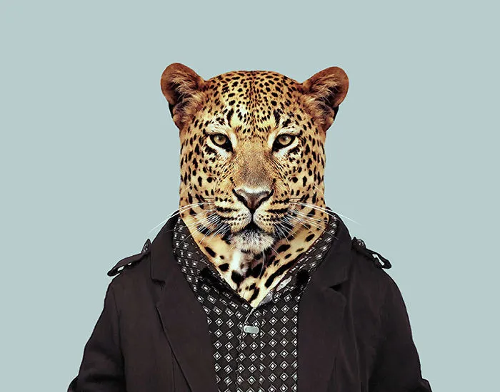 African Leopard