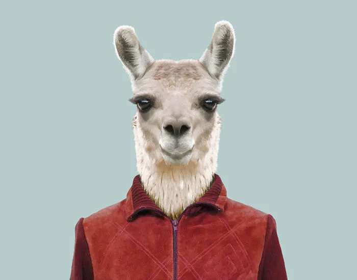 Llama