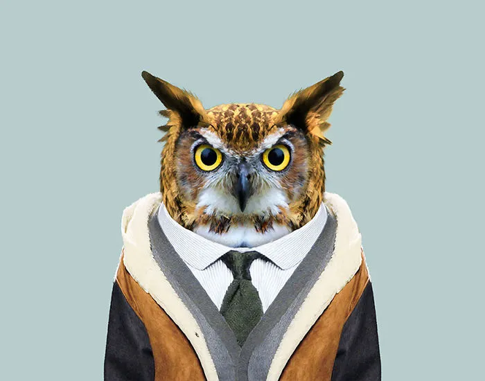 Long-Eared Owl