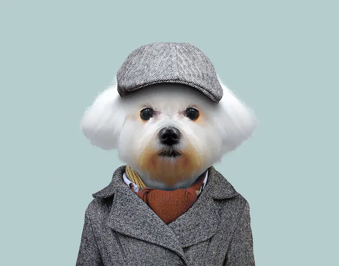 Maltese