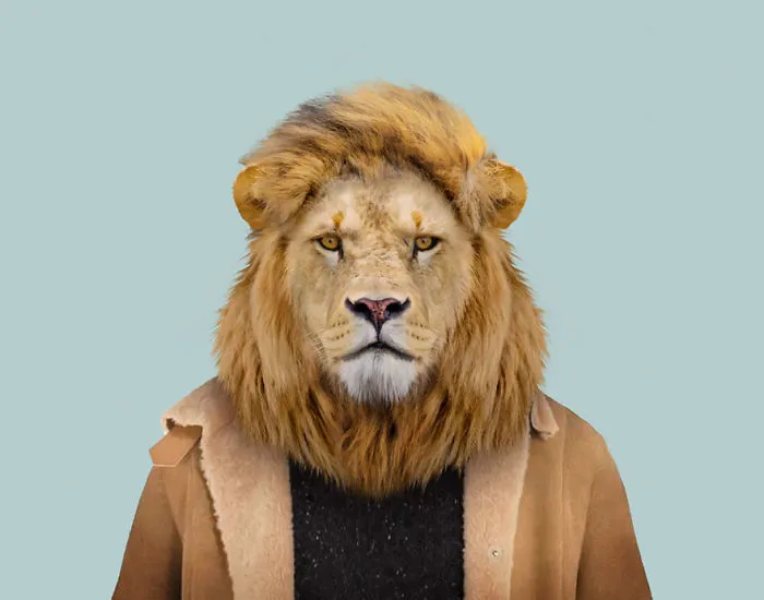 Masai Lion