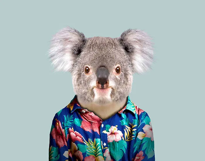 Koala