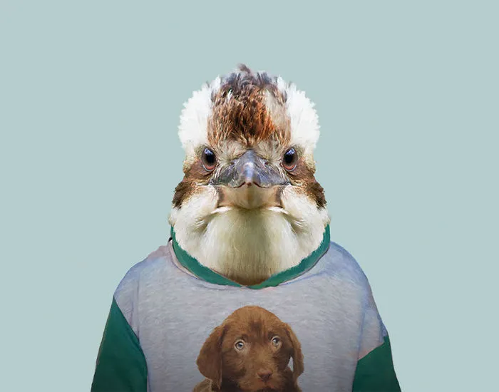 Laughing Kookaburra