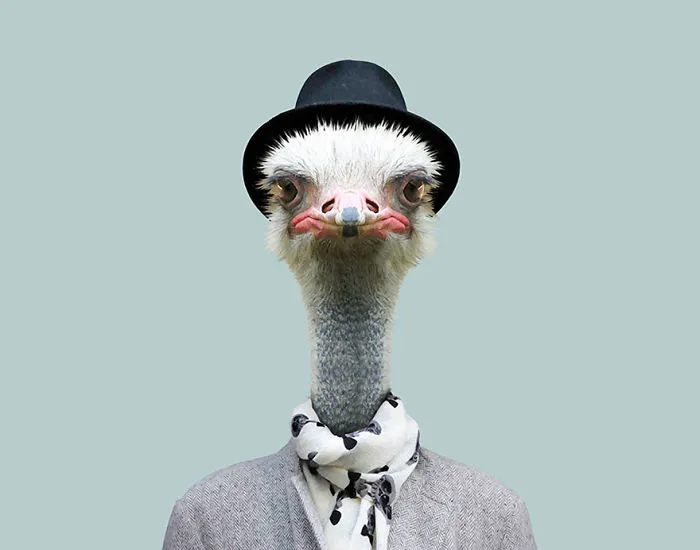 Ostrich