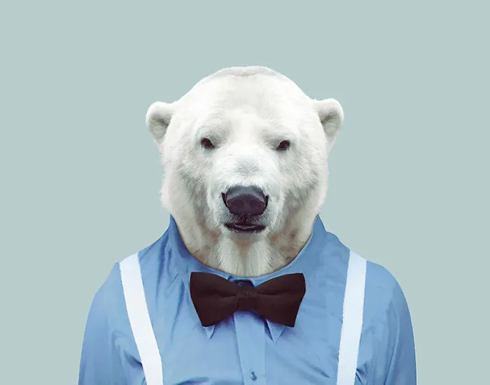 Polar Bear