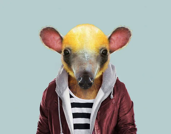 Northern Tamandua (Pup)