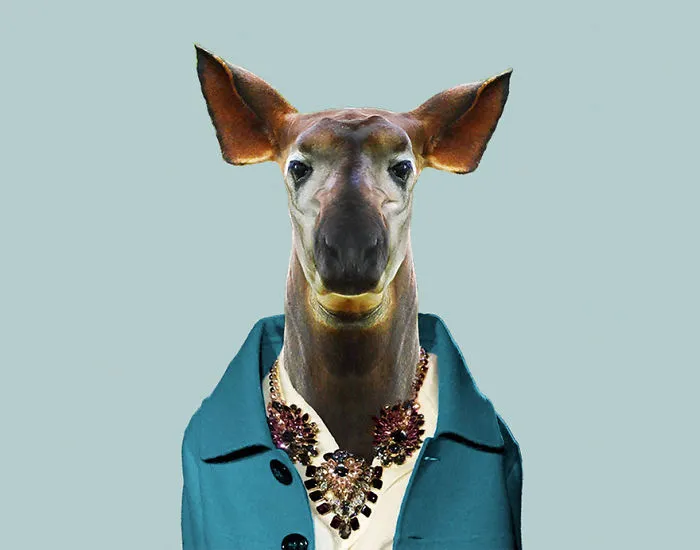 Okapi