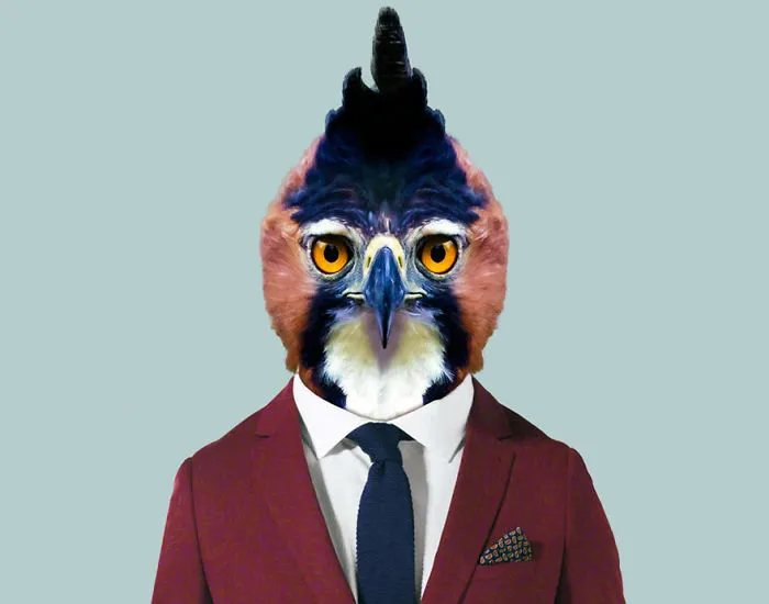 Ornate Hawk-Eagle