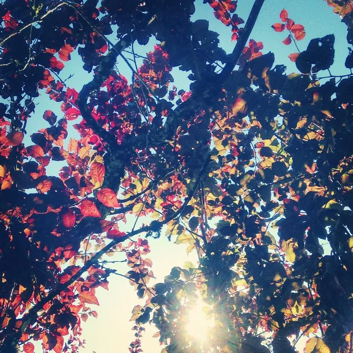 Beautiful Aesthetics That Makes Nature Exquisite