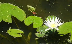 A Poet's Love Of Flowers
