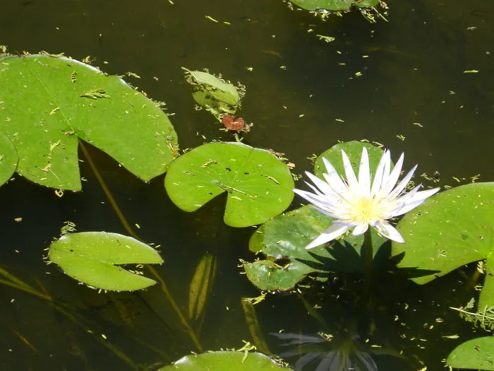 A Poet's Love Of Flowers