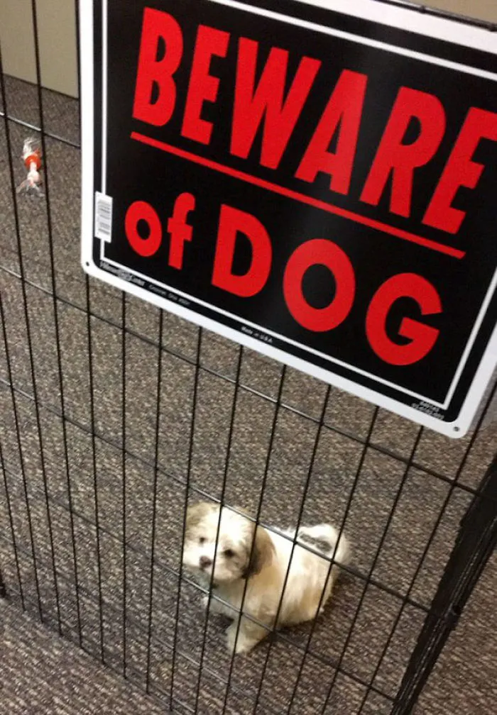 47 Dangerous Dogs Behind Beware Of Dog" Signs"