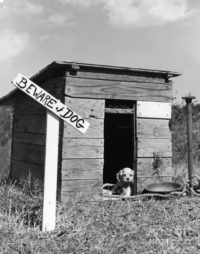 47 Dangerous Dogs Behind Beware Of Dog" Signs"