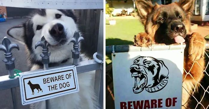 47 Dangerous Dogs Behind Beware Of Dog" Signs"