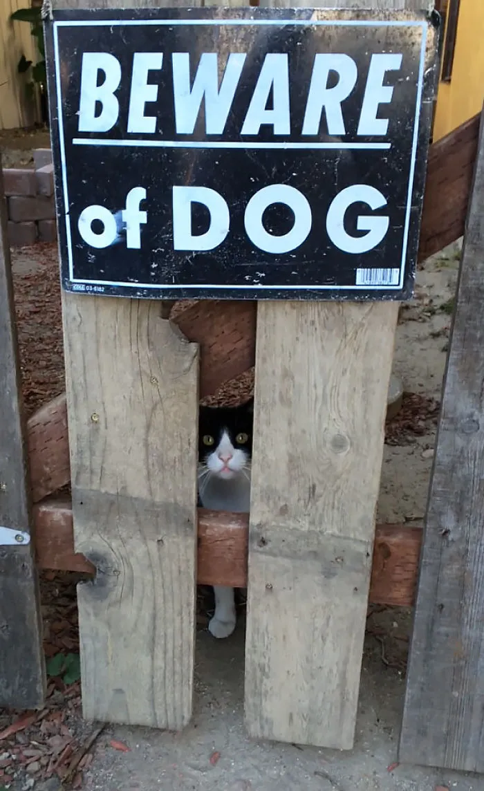 47 Dangerous Dogs Behind Beware Of Dog" Signs"