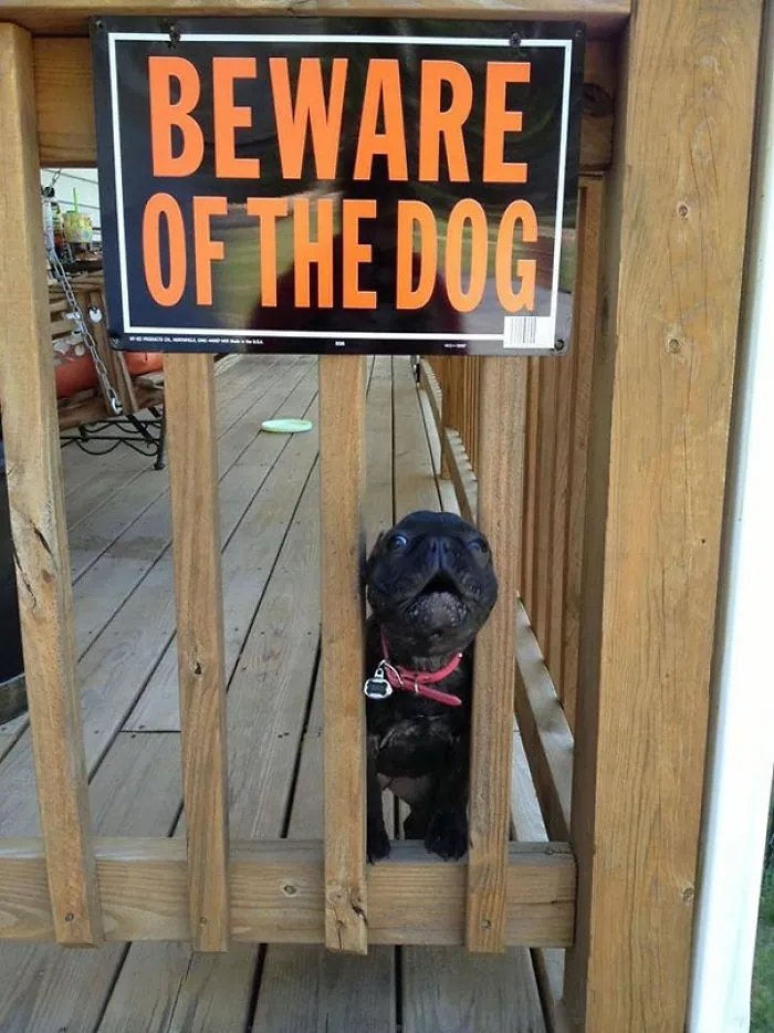 47 Dangerous Dogs Behind Beware Of Dog" Signs"