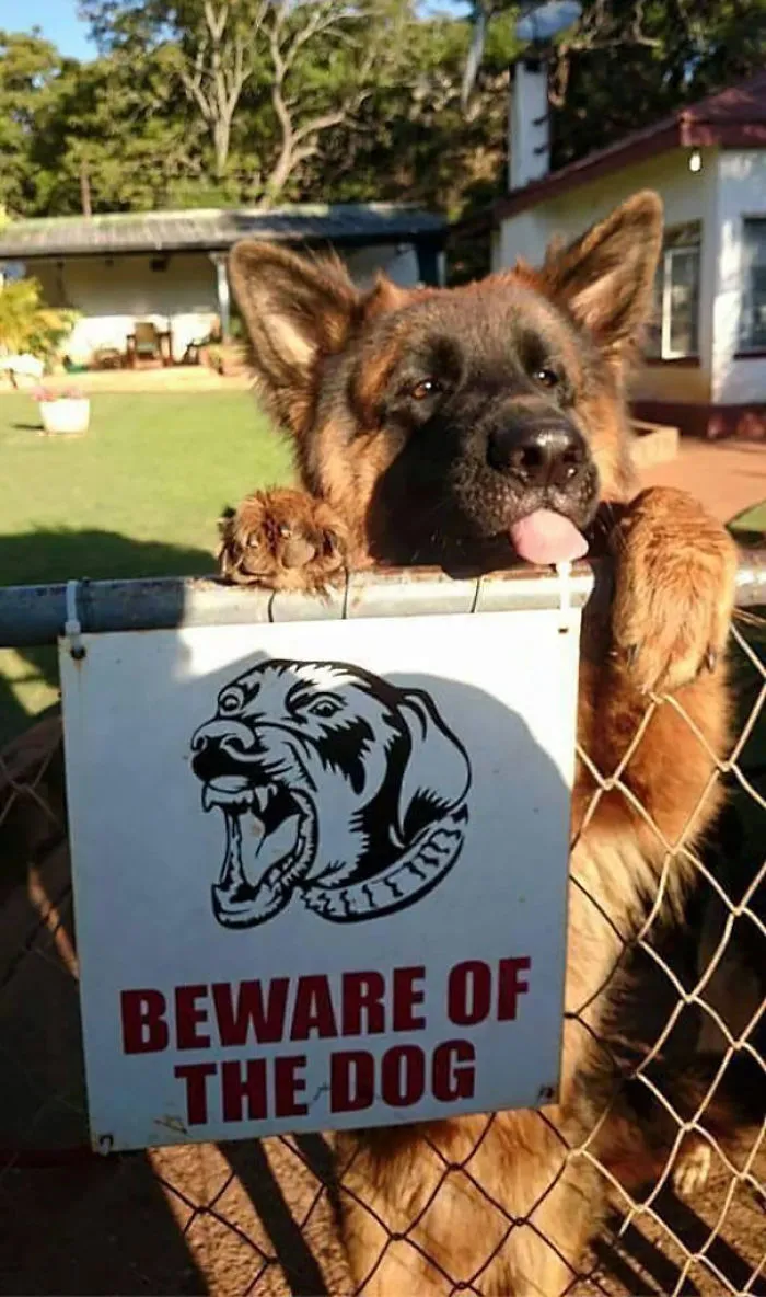 47 Dangerous Dogs Behind Beware Of Dog" Signs"