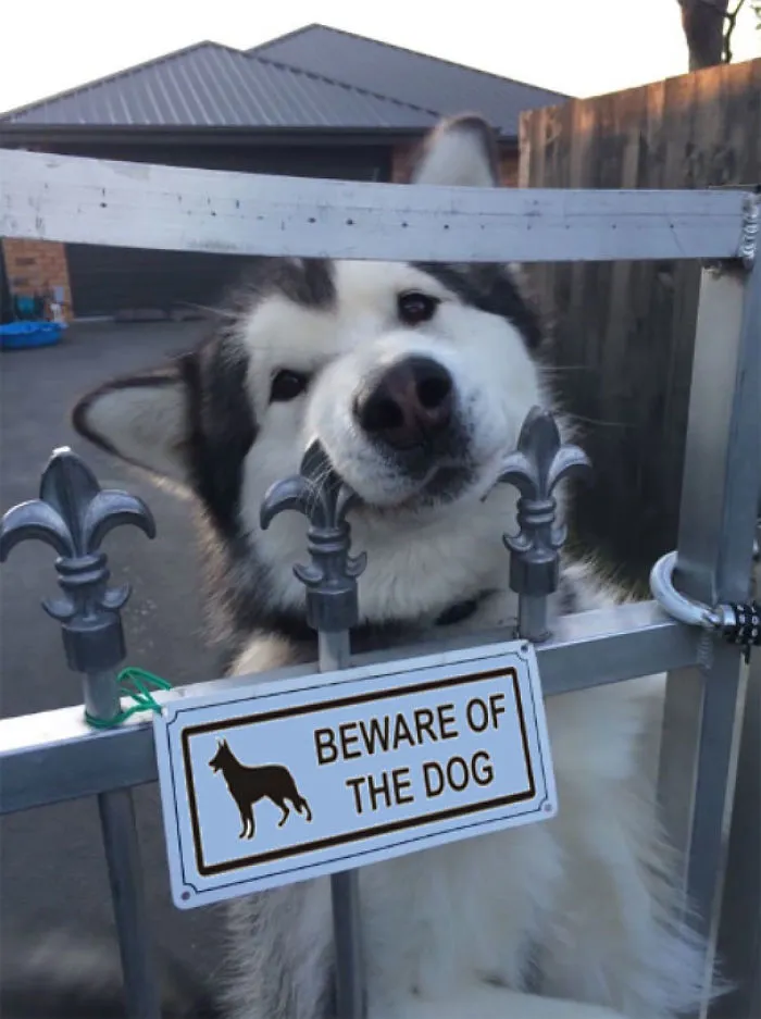 47 Dangerous Dogs Behind Beware Of Dog" Signs"