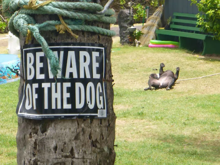 47 Dangerous Dogs Behind Beware Of Dog" Signs"