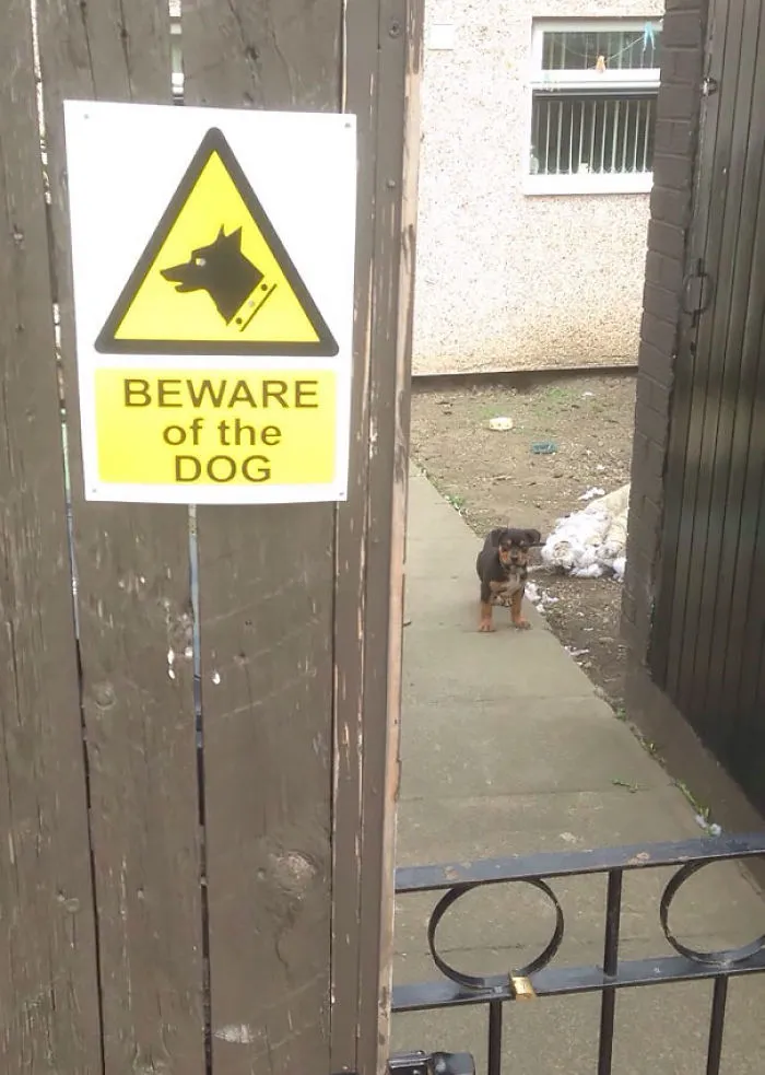 47 Dangerous Dogs Behind Beware Of Dog" Signs"