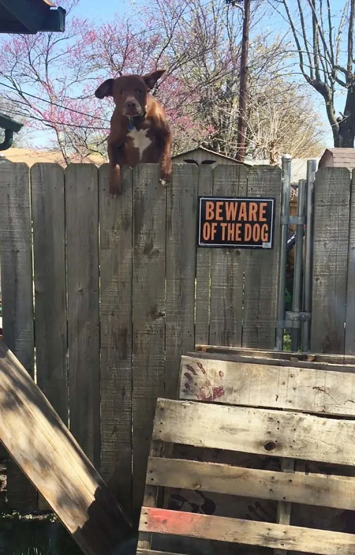 47 Dangerous Dogs Behind Beware Of Dog" Signs"