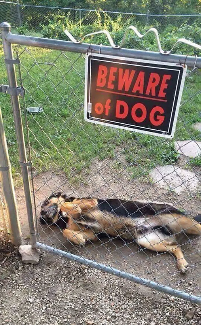 47 Dangerous Dogs Behind Beware Of Dog" Signs"