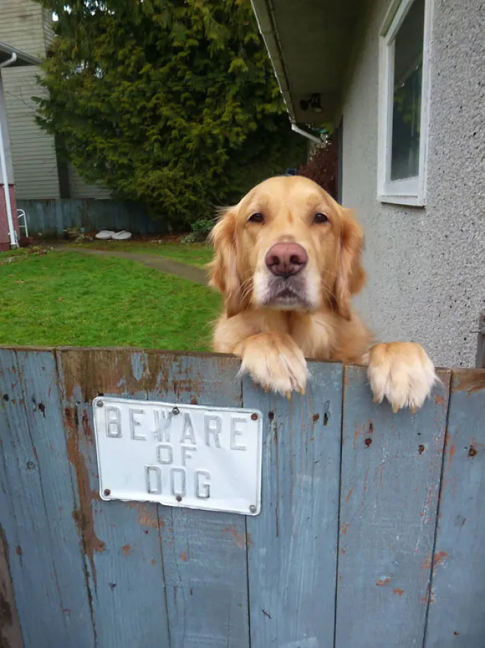 47 Dangerous Dogs Behind Beware Of Dog" Signs"