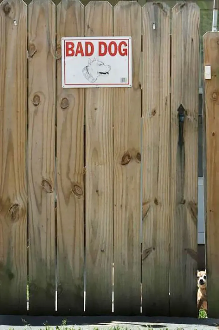 47 Dangerous Dogs Behind Beware Of Dog" Signs"