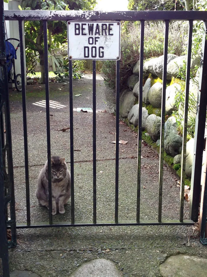 47 Dangerous Dogs Behind Beware Of Dog" Signs"