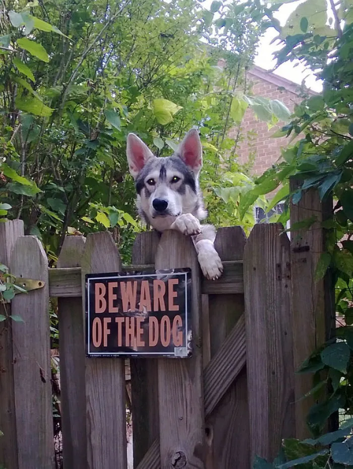 47 Dangerous Dogs Behind Beware Of Dog" Signs"