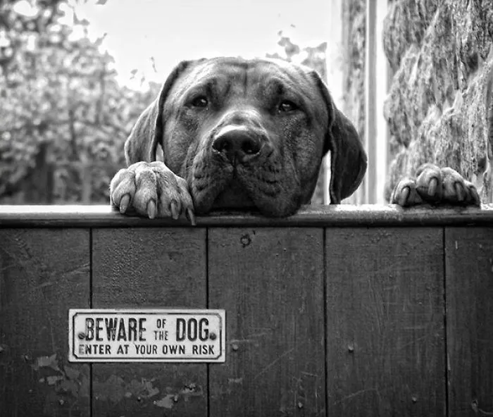 47 Dangerous Dogs Behind Beware Of Dog" Signs"