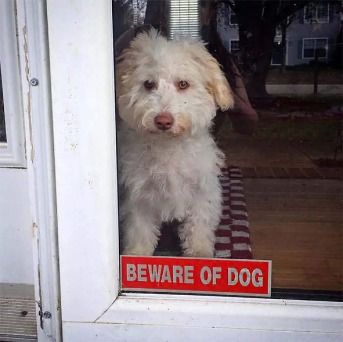 47 Dangerous Dogs Behind Beware Of Dog" Signs"