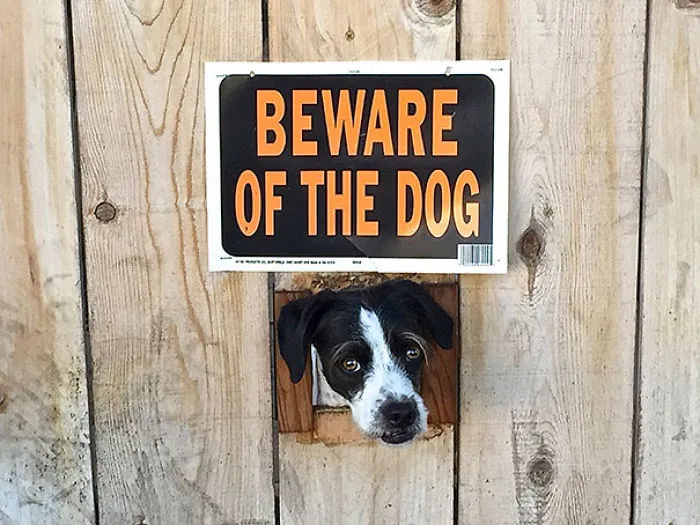 47 Dangerous Dogs Behind Beware Of Dog" Signs"