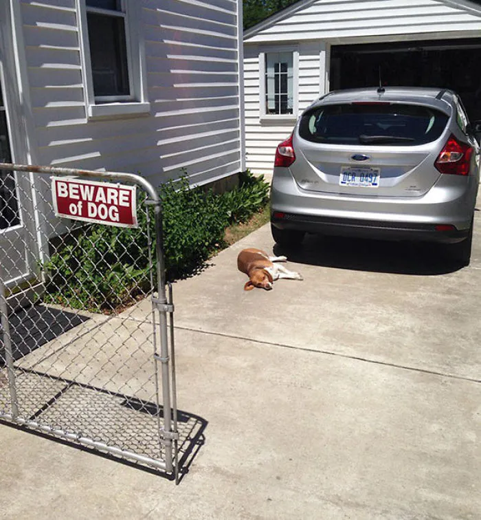 47 Dangerous Dogs Behind Beware Of Dog" Signs"