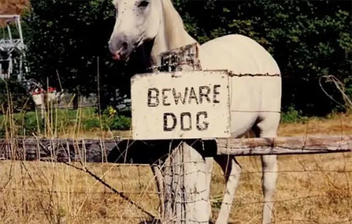 47 Dangerous Dogs Behind Beware Of Dog" Signs"
