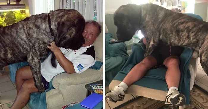 Australia's Biggest Dog Doesn't Realize How Big He Is, Constantly Crushes His Owner With 250 Lbs Of Love