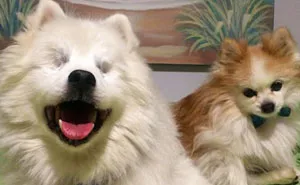 This Blind Dog Got A Seeing-Eye Guide Puppy And Now They're BF!
