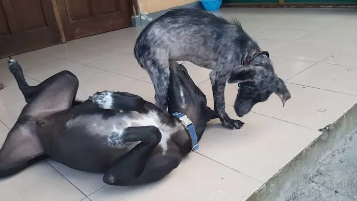 Severely Neglected Street Dog Finds 2nd Chance At Life.