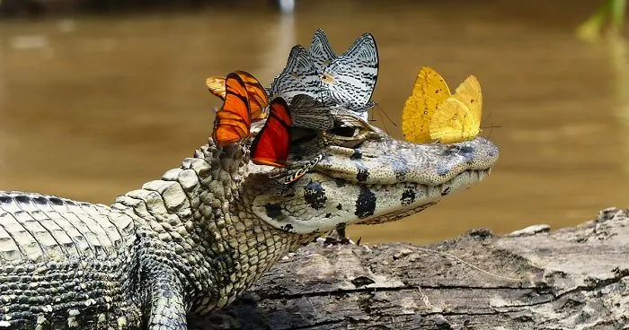 Caiman Wearing A Crown Of Butterflies Shows Its Softer Side