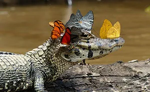Caiman Wearing A Crown Of Butterflies Shows Its Softer Side