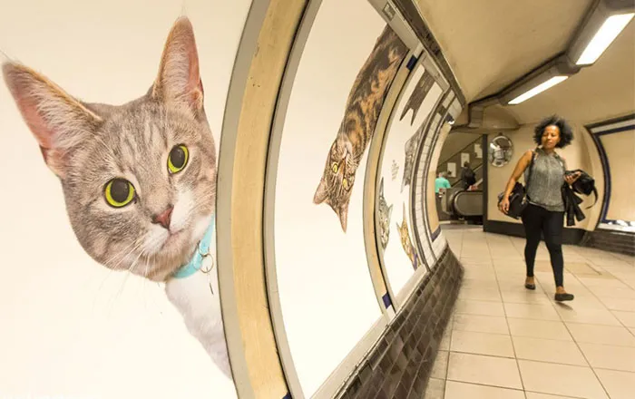 All Adverts In London's Underground Station Have Been Replaced With Cat Pictures