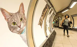 All Adverts In London's Underground Station Have Been Replaced With Cat Pictures