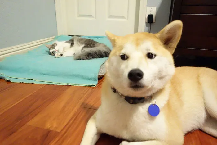 119 Asshole Cats Who Stole Dog Beds And Didn't Give A Damn About The Pawlice