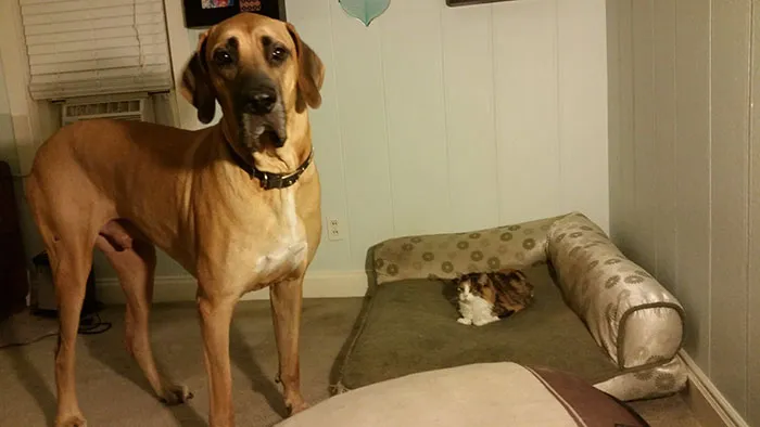 119 Asshole Cats Who Stole Dog Beds And Didn't Give A Damn About The Pawlice