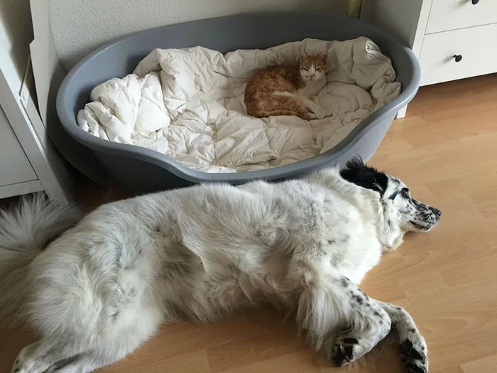 119 Asshole Cats Who Stole Dog Beds And Didn't Give A Damn About The Pawlice